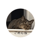 ねこ時々トレーニング（個別スタンプ：9）