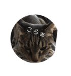 ねこ時々トレーニング（個別スタンプ：12）
