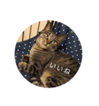 ねこ時々トレーニング（個別スタンプ：13）