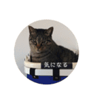 ねこ時々トレーニング（個別スタンプ：15）