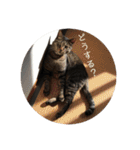ねこ時々トレーニング（個別スタンプ：16）
