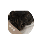 ねこ時々トレーニング（個別スタンプ：21）