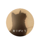ねこ時々トレーニング（個別スタンプ：22）