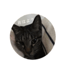 ねこ時々トレーニング（個別スタンプ：23）