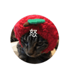 ねこ時々トレーニング（個別スタンプ：24）