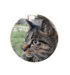 ねこ時々トレーニング（個別スタンプ：26）