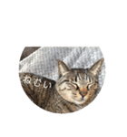 ねこ時々トレーニング（個別スタンプ：29）