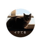ねこ時々トレーニング（個別スタンプ：30）