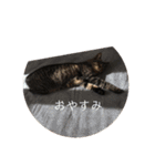 ねこ時々トレーニング（個別スタンプ：31）