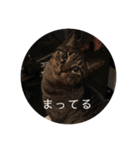ねこ時々トレーニング（個別スタンプ：32）