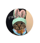 ねこ時々トレーニング（個別スタンプ：33）