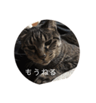 ねこ時々トレーニング（個別スタンプ：36）