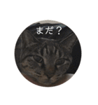 ねこ時々トレーニング（個別スタンプ：38）