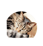 ねこ時々トレーニング（個別スタンプ：39）
