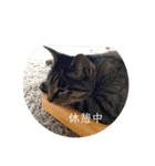 ねこ時々トレーニング（個別スタンプ：40）