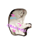 いろんなきなちゃん 2 時々ニナ（個別スタンプ：5）