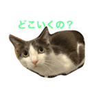 ケトくん3（個別スタンプ：4）