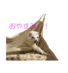 暮らしのスタンプ「ねことフェレット」（個別スタンプ：1）