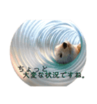 暮らしのスタンプ「ねことフェレット」（個別スタンプ：2）