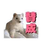 暮らしのスタンプ「ねことフェレット」（個別スタンプ：9）