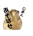 暮らしのスタンプ「ねことフェレット」（個別スタンプ：16）