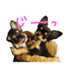 チワワ ちの らて（個別スタンプ：2）