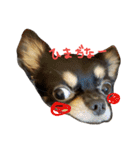 チワワ ちの らて（個別スタンプ：4）