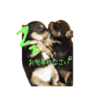 チワワ ちの らて（個別スタンプ：6）