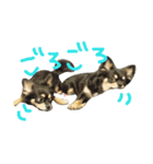 チワワ ちの らて（個別スタンプ：8）