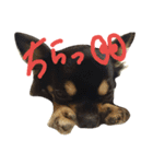 チワワ ちの らて（個別スタンプ：13）
