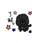 トイプードル。ジジ。（個別スタンプ：1）