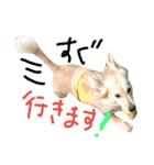 ダックス 顔（個別スタンプ：8）