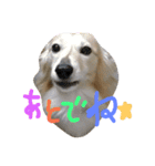 ダックス 顔（個別スタンプ：10）