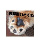 ミニチュアダックスのモナカ（個別スタンプ：1）