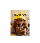 ミニチュアダックスのモナカ（個別スタンプ：8）