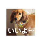 ミニチュアダックスのモナカ（個別スタンプ：10）