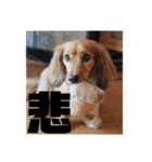 ミニチュアダックスのモナカ（個別スタンプ：22）