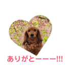 ミニチュアダックスのモナカ（個別スタンプ：26）