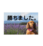 ミニチュアダックスのモナカ（個別スタンプ：27）