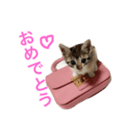 みるららビス4（個別スタンプ：15）