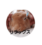 mofuusagi（個別スタンプ：5）