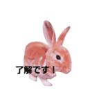 mofuusagi（個別スタンプ：6）
