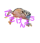 レオパのこむぎ（個別スタンプ：11）
