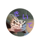 レオパのこむぎ（個別スタンプ：12）