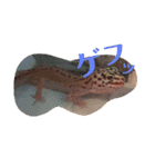 レオパのこむぎ（個別スタンプ：13）