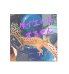 レオパのこむぎ（個別スタンプ：14）