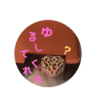 レオパのこむぎ（個別スタンプ：16）