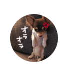 こたろう参上（個別スタンプ：1）