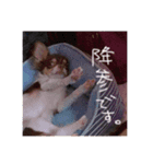 こたろう参上（個別スタンプ：2）