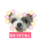 muachan（個別スタンプ：5）